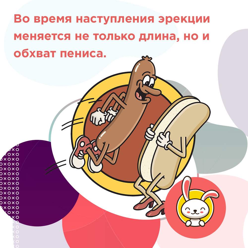 длина члена средняя