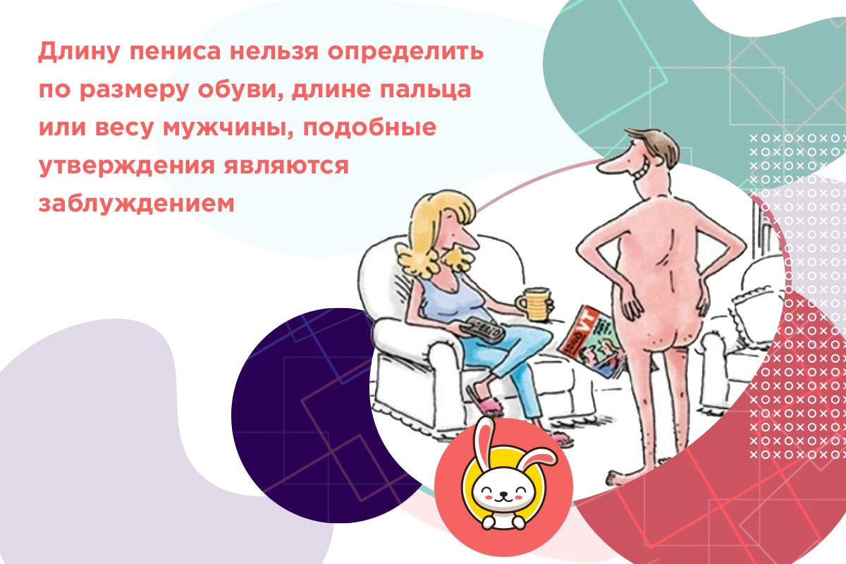 средний размер полового органа