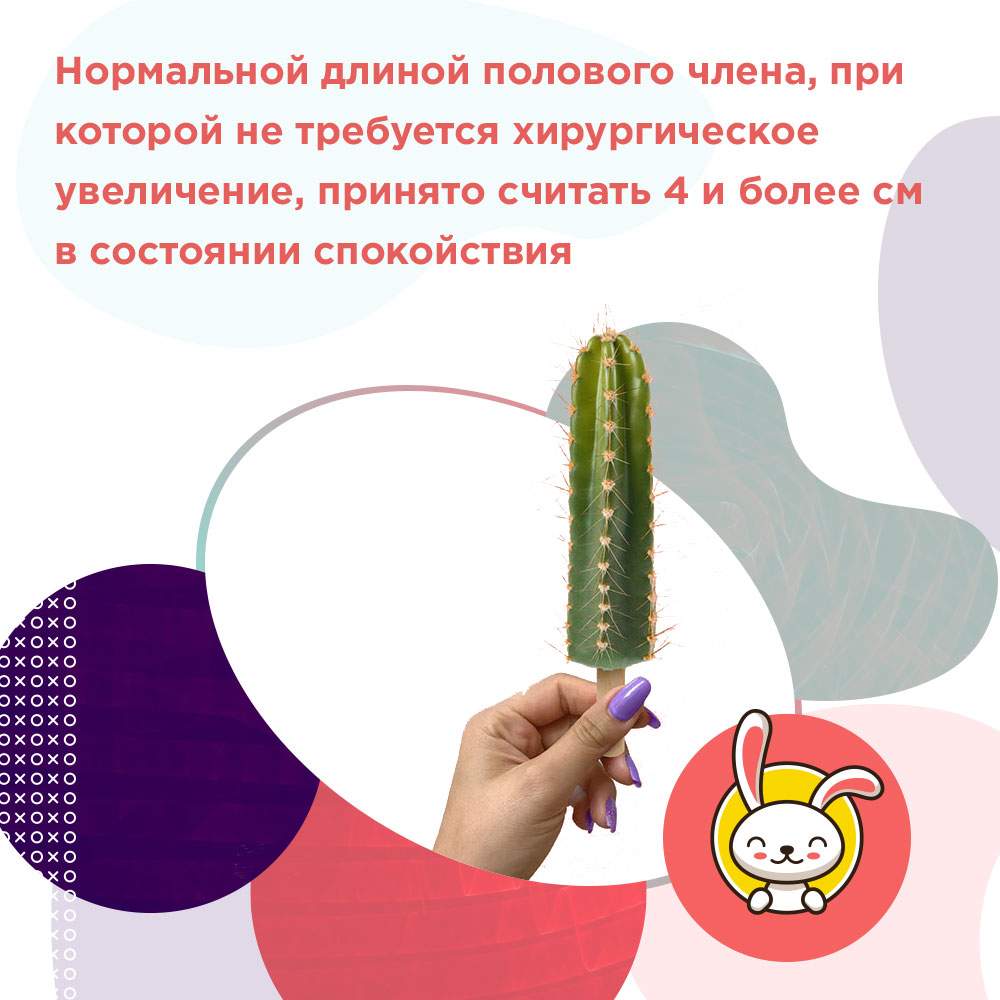 норма длины члена